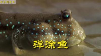 [视]吃土鱼#动物世界 #动物科普 #弹涂鱼 #鱼