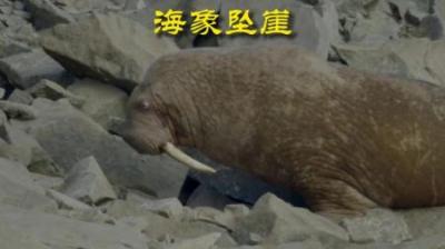 [视]巨兽海象跳崖而亡。 #动物解说 #动物世界 #动物科普 #海象