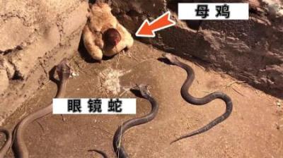 [视]蛇最不应该招惹的10个对手，把毒蛇当辣条吃