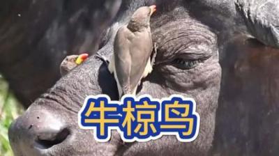 [视]动物清理专业团队 #动物科普 #动物解说 #动物世界 #牛椋鸟#河马