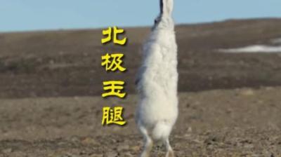 [视]北极大长腿 狼见了都说好 #动物世界 #动物科普 #北极兔