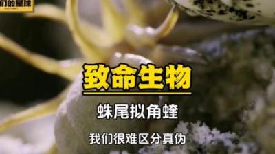 [视]蛛尾拟角蝰：把路亚发挥到极致的可怕生物，专门猎捕那些贪吃的鸟