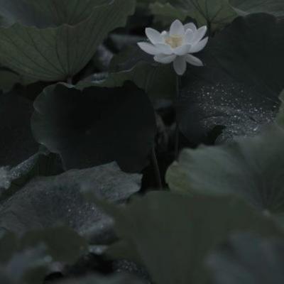 【经典】描写小猫优美姿态的句子（描写小猫可爱的句子简短）