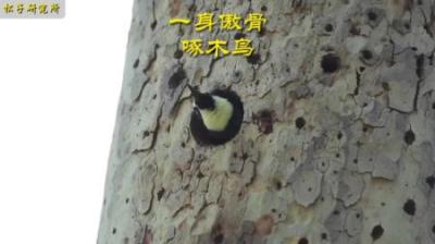[视]铁头铮铮—啄木鸟 #动物世界 #动物科普 #啄木鸟