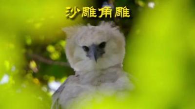 [视]沙雕本雕：角雕 #动物解说 #动物科普 #动物世界 #沙雕 #角雕