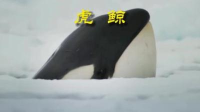 [视]小小虎鲸，欺豹软无力 #动物世界 #动物科普 #动物解说 #虎鲸