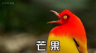 [视]成精的芒果—辉亭鸟 #动物世界 #动物科普 #辉亭鸟 #芒果