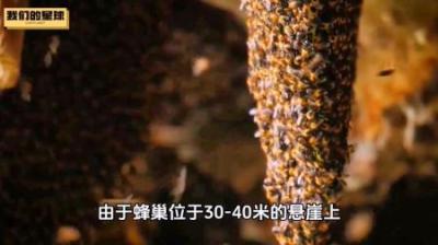 [视]排蜂是一种非常凶暴的蜂类，因为其蜂巢是单片巢脾