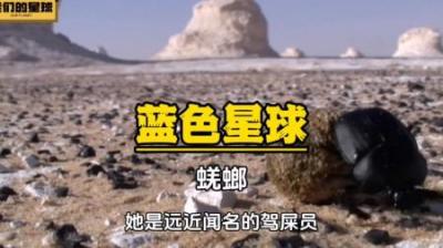 [视]蜣螂：作为一名经验丰富的驾屎员，今天频频翻车，让她怀疑虫生。