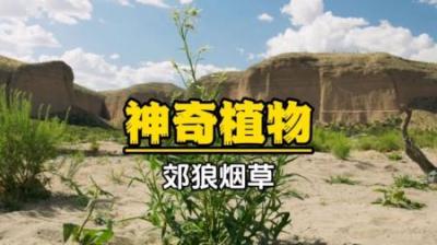 [视]郊狼烟草：来呀，互相伤害！植物真会玩