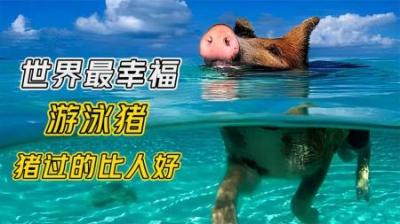 [视]巴哈马猪岛：一座猪比人过的还舒服的小岛 #涨知识