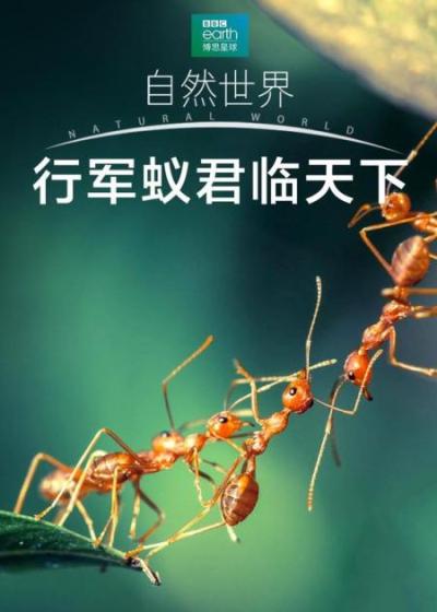 [视]《行军蚁》第二集，蚂蚁的微观世界，他们也拥有自己的帝国！