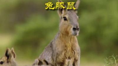 [视]兔子样的豚鼠 #动物解说 #动物科普 #动物世界 #兔豚鼠 #豚鼠