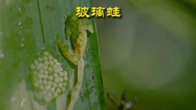 [视]舍小保大的奶爸玻璃蛙 #动物解说 #动物世界 #动物的迷惑行为