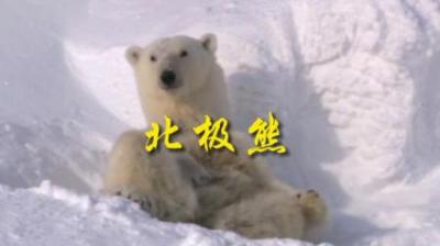 [视]憨态可掬北极熊，巴掌开天灵#动物世界 #动物科普 #科普 #北极熊