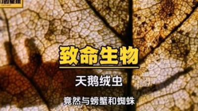 [视]天鹅绒虫：比恐龙还老，千万不要被它盯上，要不然小命不保！