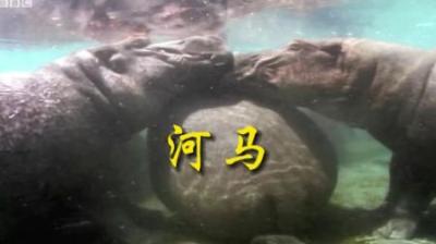 [视]水里坦克 欺软怕硬#动物世界 #动物科普 #动物冷知识 #河马