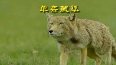 [视]单亲父亲的带娃日常 #动物解说 #动物世界 #动物科普 #藏狐