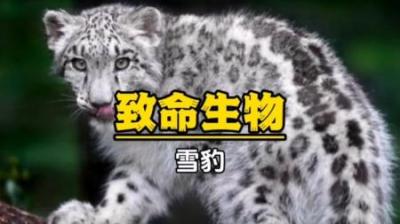 [视]雪豹：什么叫做以命相搏，我想她可以完美诠释#动物世界解说