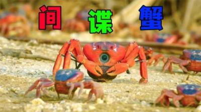 [视]《间谍蟹》这个螃蟹可不简单，专门偷窥其他同伴的生活