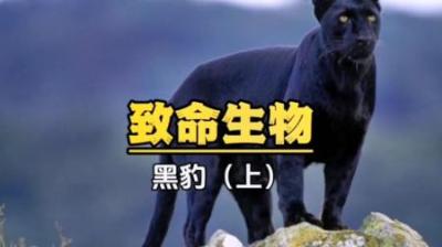 [视]黑豹萨雅的成长之旅#动物解说 #神奇动物在抖音 #黑豹 #动物世界