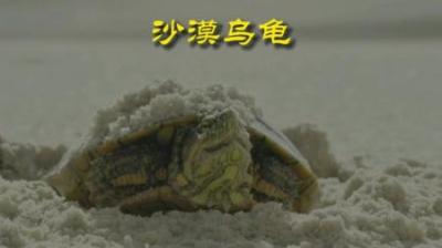 [视]在沙漠休眠了五个月的乌龟破土而出 #动物科普 #动物世界