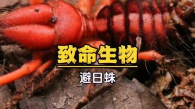[视]避日蛛：一种生活在沙漠等干燥地区的大型蜘蛛