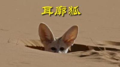 [视]国二保耳廓狐 除了调皮就是可爱 #动物世界 #动物科普 #耳廓狐