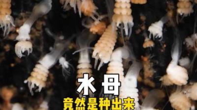 [视]水母竟然是自己把自己种出来的 #动物科普 #动物 #海洋生物