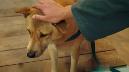 [文]《监狱犬计划》解说文案《监狱犬计划》：人与狗的救赎，情到真处泪自流