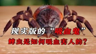 [视]现实版的“吸血鬼”-蜱虫，它是如何吸血害人的？