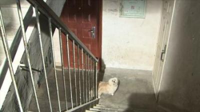 [视]案发：刑警检查死者案发现场，却一无所获，但小狗给了明确信息