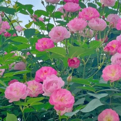 【正能量】正能量扎心语录短句（简短入心的正能量心语）