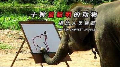 [视]10种“最聪明的动物，堪比人类智商！