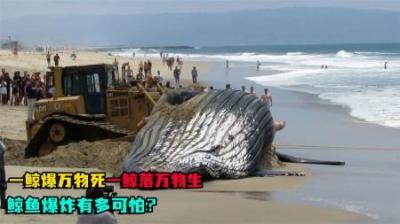 [视]一鲸落，万物生；一鲸爆，万物死，鲸鱼的一生为何这么苦？