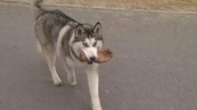 [视]案发现场：男子带狗晨练，狗却叼回了一只手回来，主人吓懵了