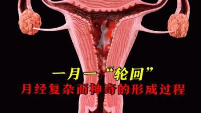 [视]一月一“轮回”，月经复杂而神奇的形成过程！