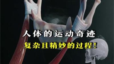 [视]人体的运动奇迹，复杂且精妙的过程！