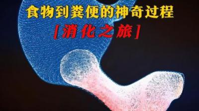 [视]从食物到粪便的神奇过程—消化之旅