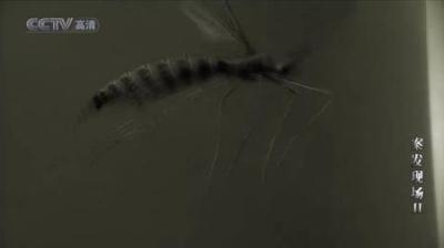 [视]案发现场：刑警想不出盗贼犯罪线索，谁知一只苍蝇给出了答案