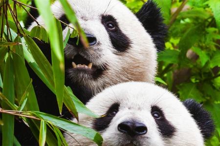 [文]纪录片人与自然参考文案整剧剧评-电视剧解说参考文案