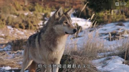 [文]纪录片《庇护所：阿尔卑斯山求生记》电影解说文案(纪录片大猫庇护所2)