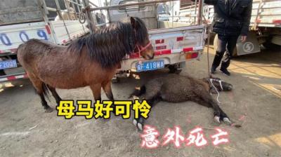 第1475集 害死小马 上[附音频]