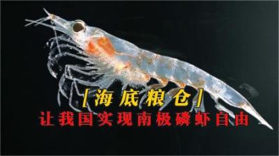 [视]堪称海底粮仓的南极磷虾，让我国实现了吃货自由！
