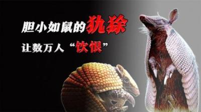 [视]胆小如鼠的犰狳，让数万人苦不堪言，它是“麻风”的源头吗？