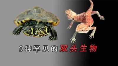 [视]九种“诡异”的双头生物，你见过几种？