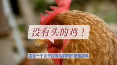没有头的鸡 上[附音频]