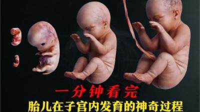 [视]一分钟看完胎儿发育的全过程