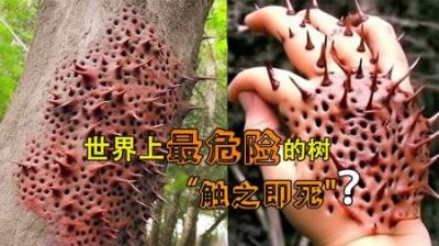 [视]世界上5种最危险的树，有的堪比“炮弹”，你都了解吗？