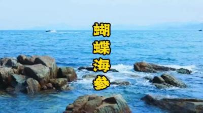 第1457集 蝴蝶海参 下[附音频]